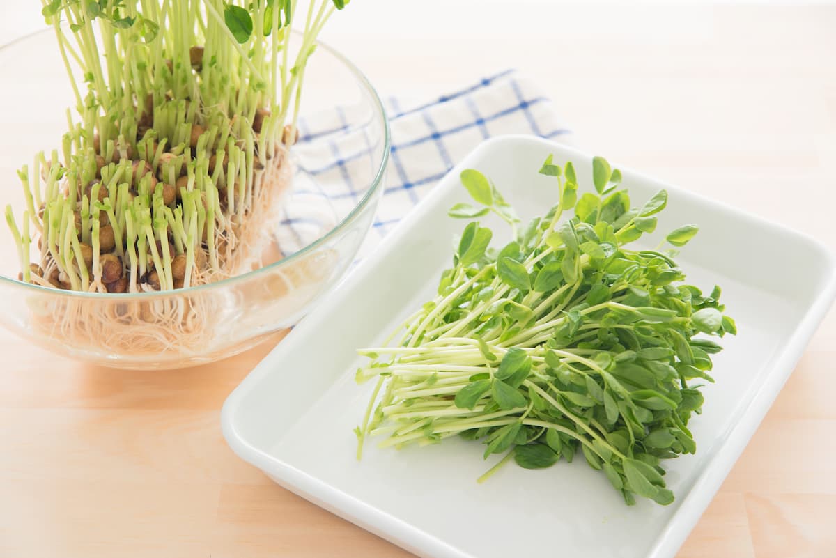 食費もフードロスも減らせる♪今さら聞けない「豆苗」基本のき。野菜嫌いさんにも！
