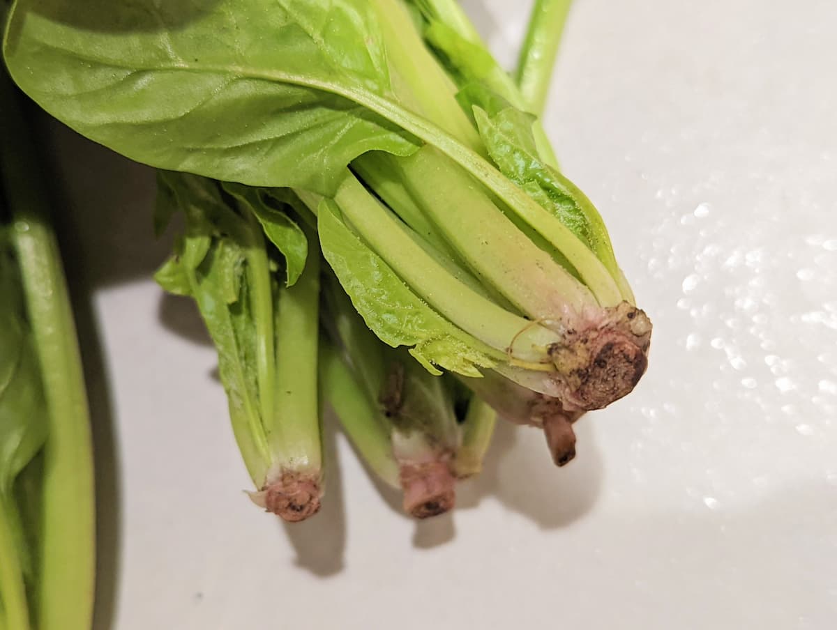 ほうれん草は根本が赤いものを選ぶ