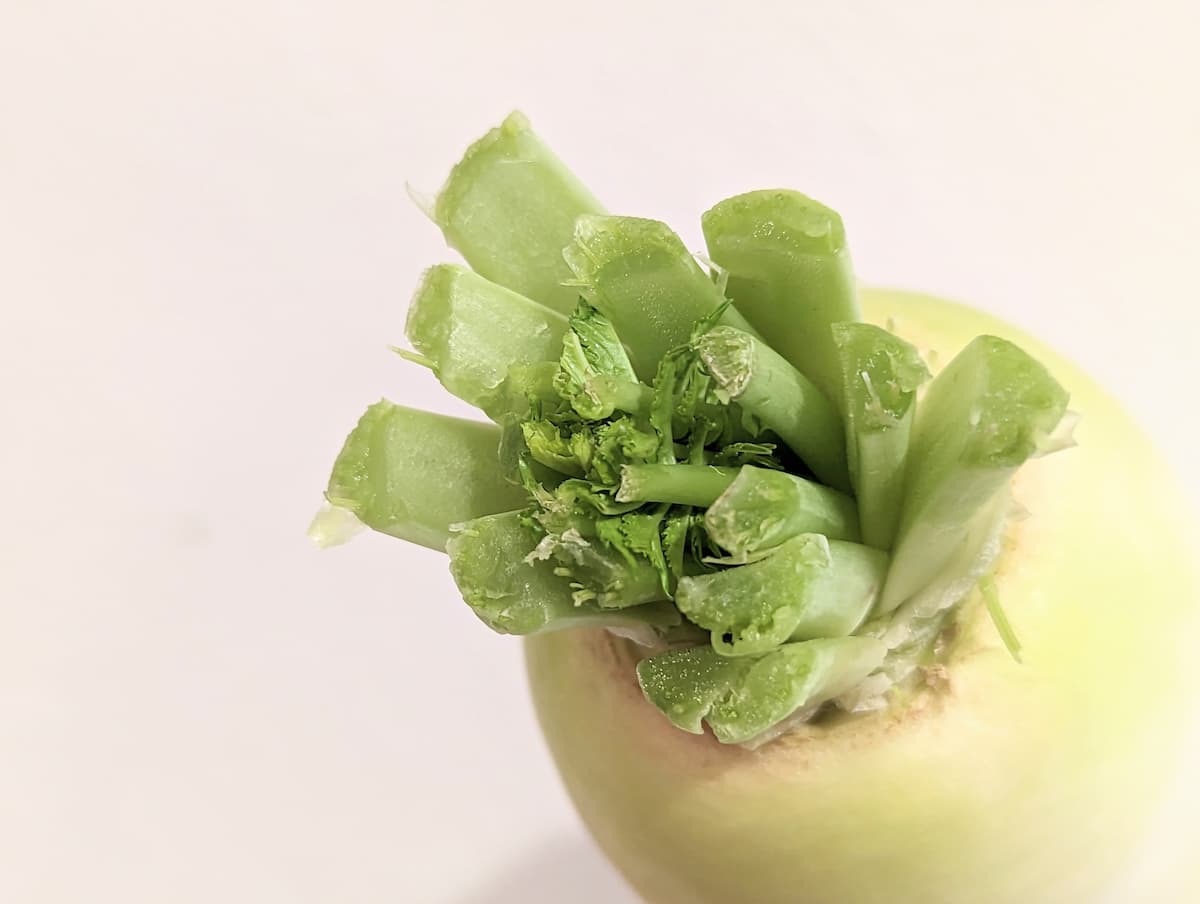 大根は葉の断面をチェックする