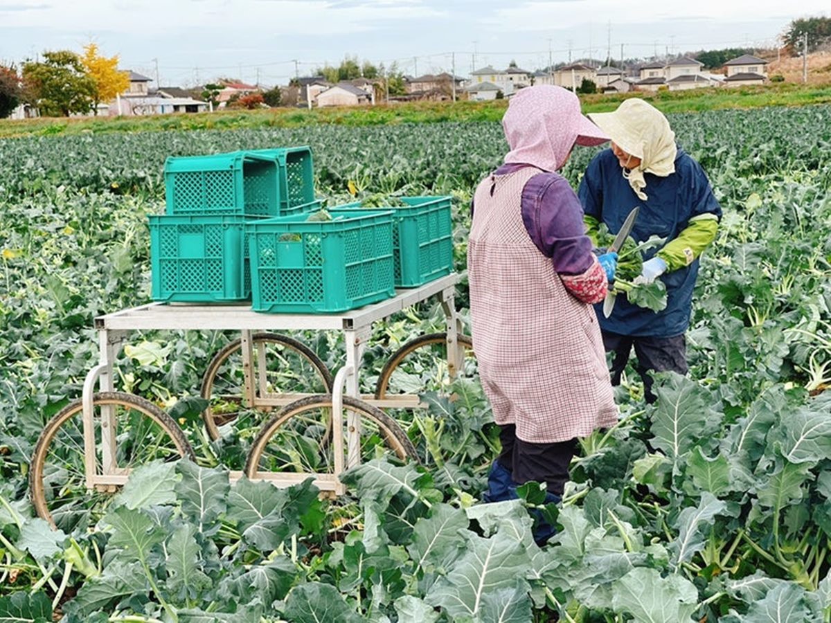 ブロッコリーの収穫