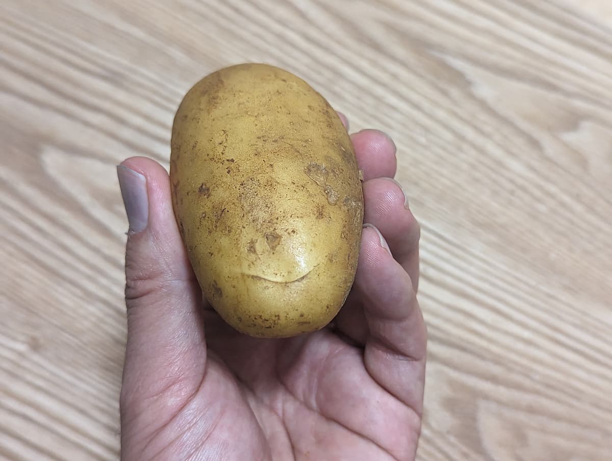 新じゃがいもの硬さに注目