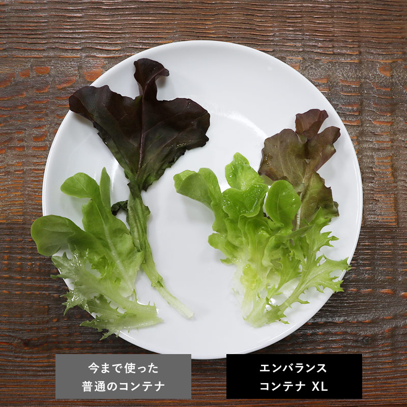 葉物比較