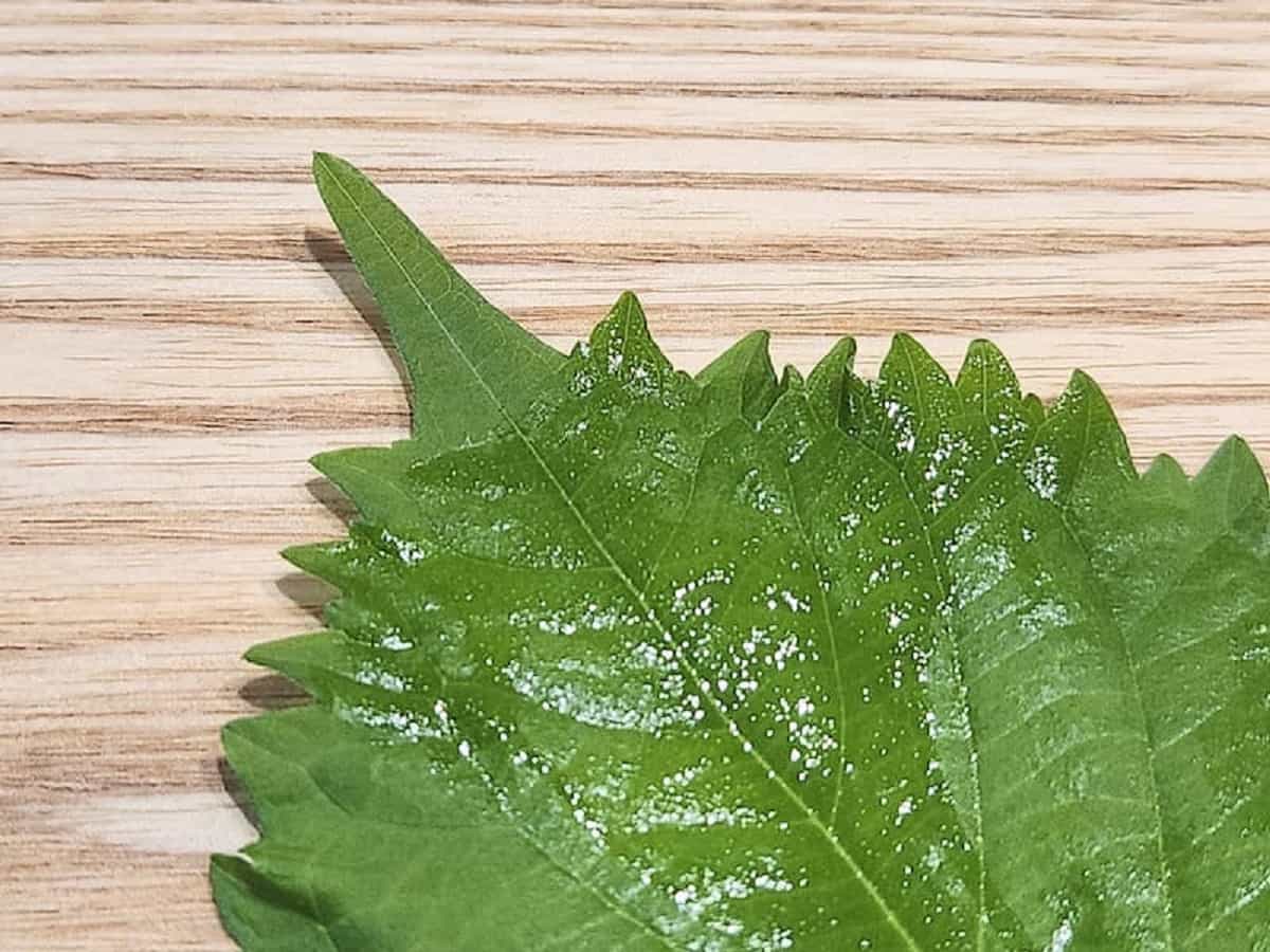 青じそは葉先がピンとしているものを選ぶ　青髪のテツ