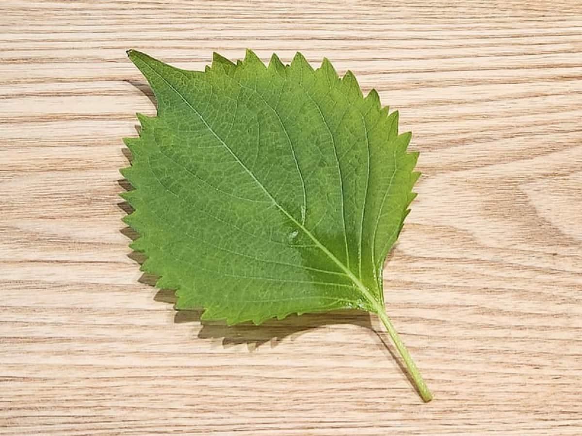 野菜のプロ直伝！「青じそ」の基本・豆知識・おすすめの食べ方