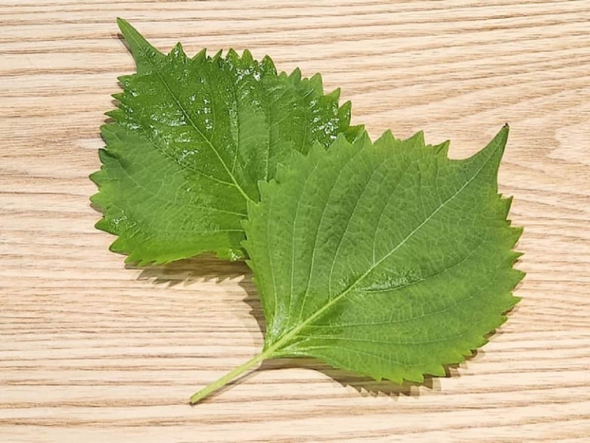 青じそはよい香りがするものを選ぶ　青髪のテツ