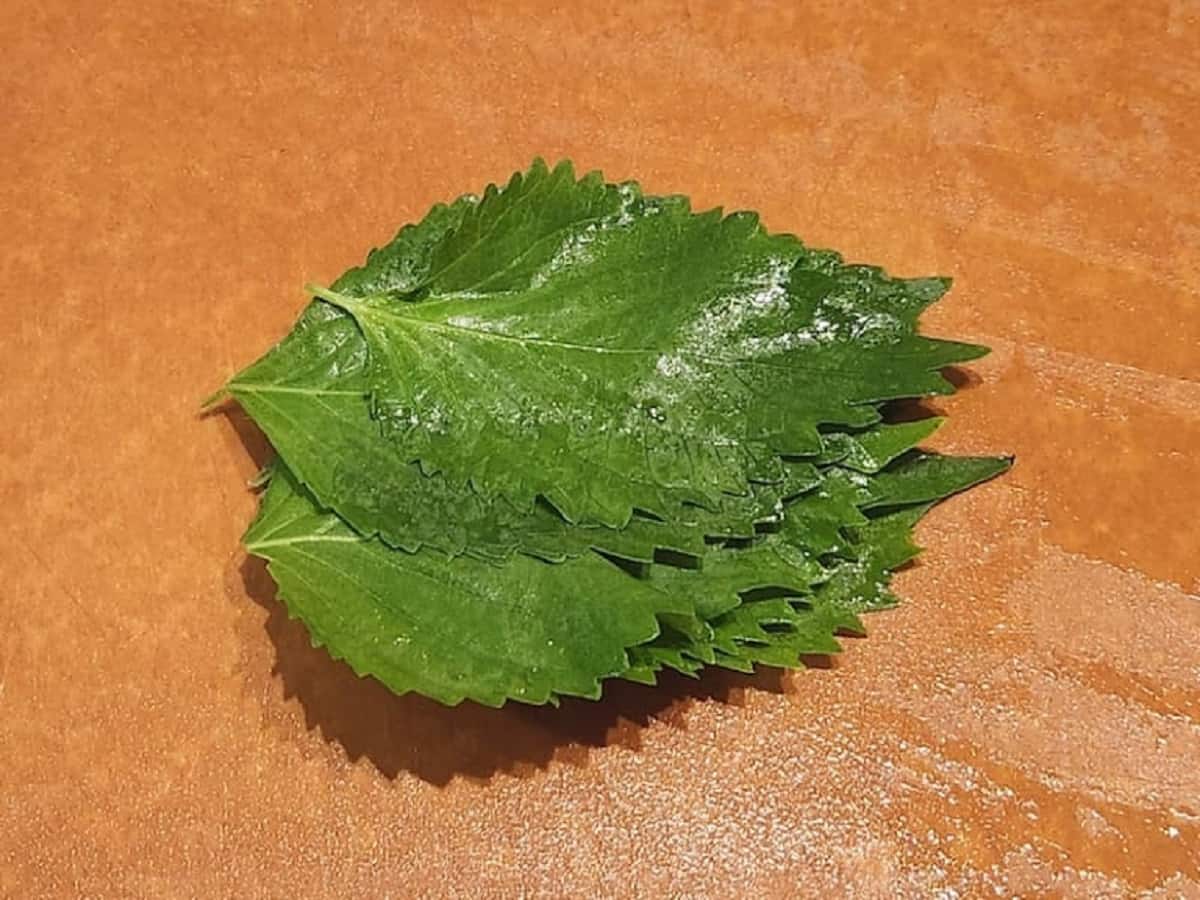 青じその軸を取り除く　青髪のテツ