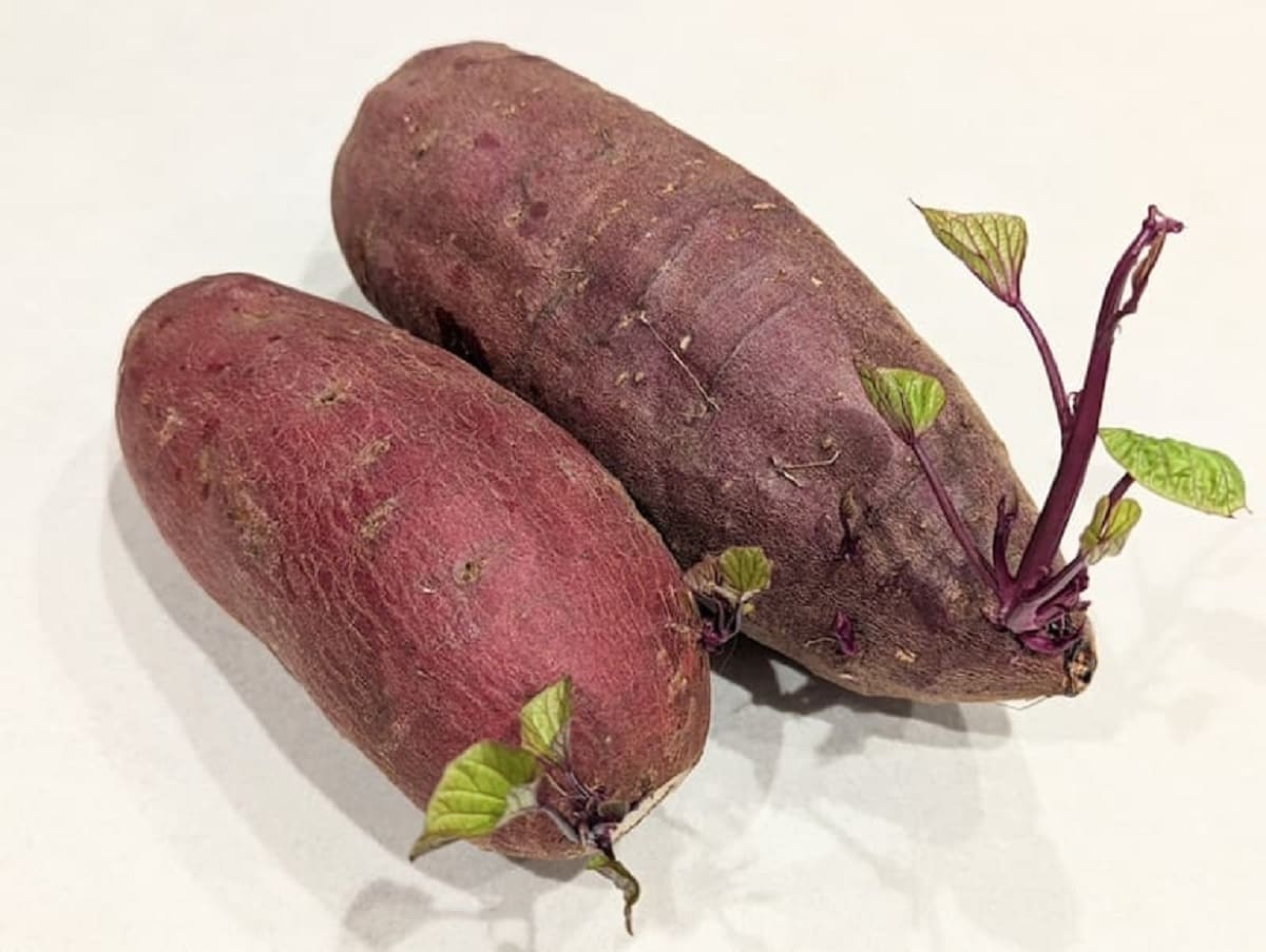 さつまいもの芽は食べることができる　青髪のテツ