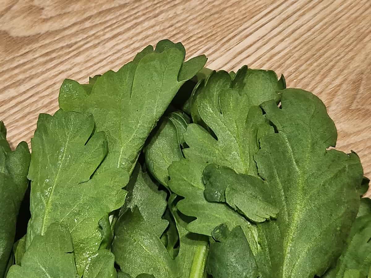葉先がピンとしていて全体的に緑色　青髪のテツ　春菊