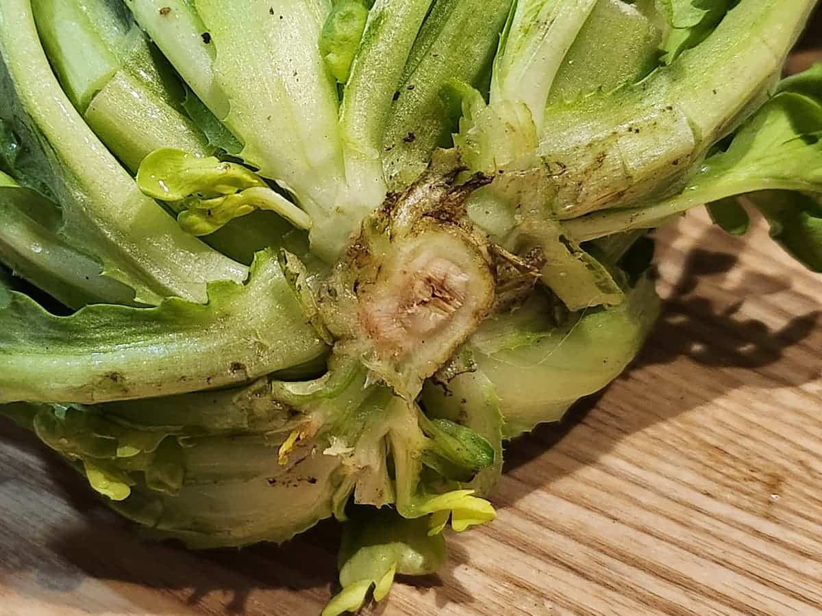 茎の切り口が変色していない　青髪のテツ　春菊