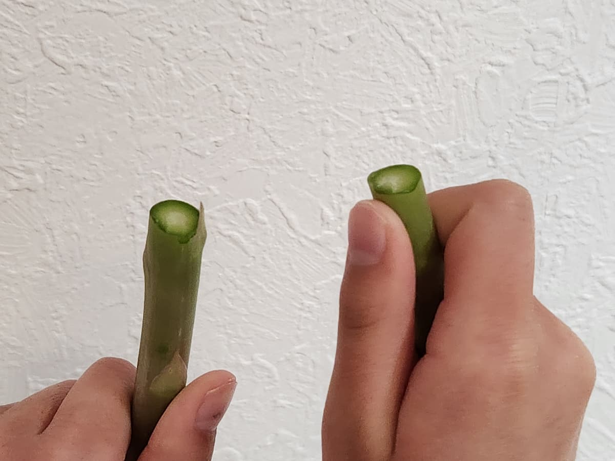 アスパラガスを折る