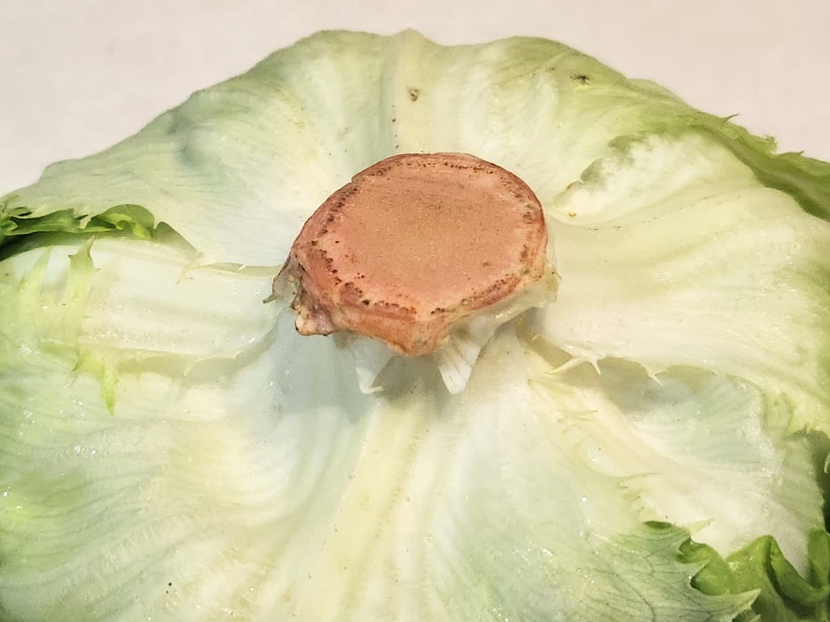レタスの鮮度を見る時は芯の切り口をみる