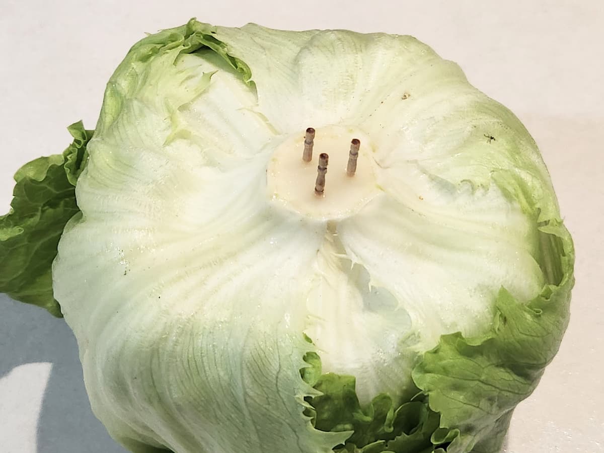 レタスの芯に爪楊枝を3本程度刺す