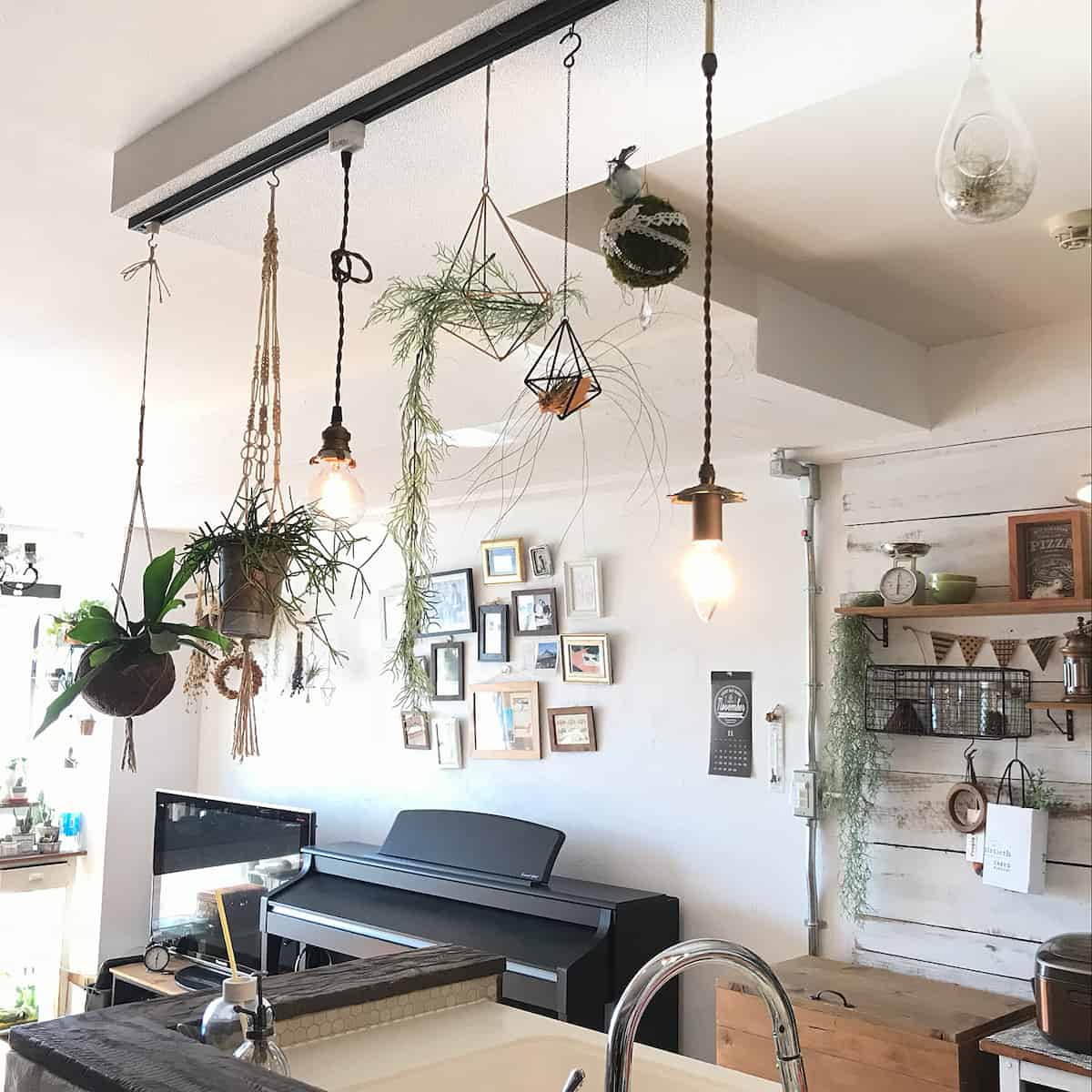 植物３
