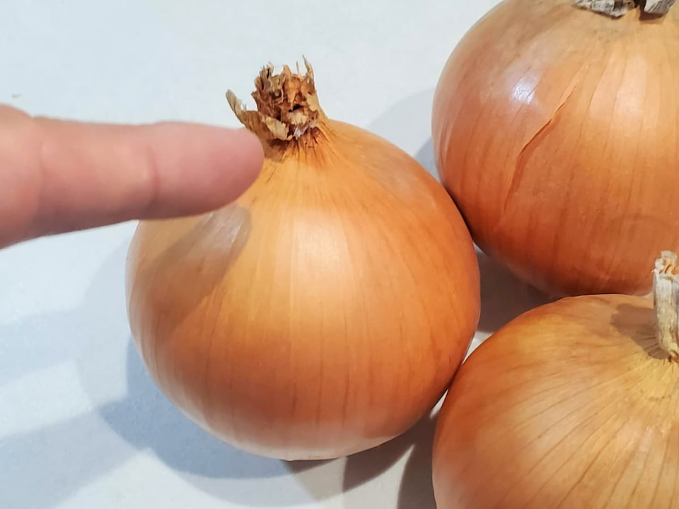 青髪のテツ　玉ねぎ　おいしい玉ねぎを選ぶなら、最初に頭の状態をチェック