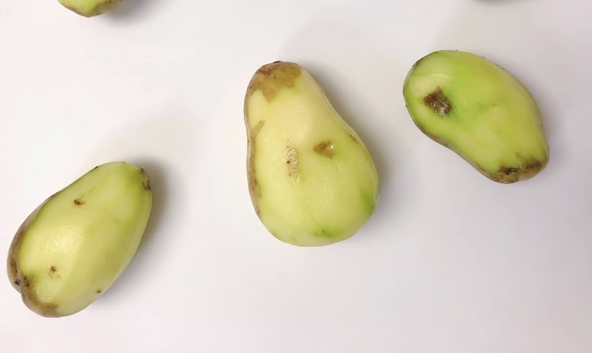 緑色に変色したジャガイモに注意