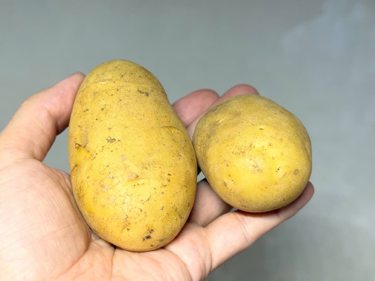 大きさをチェック
