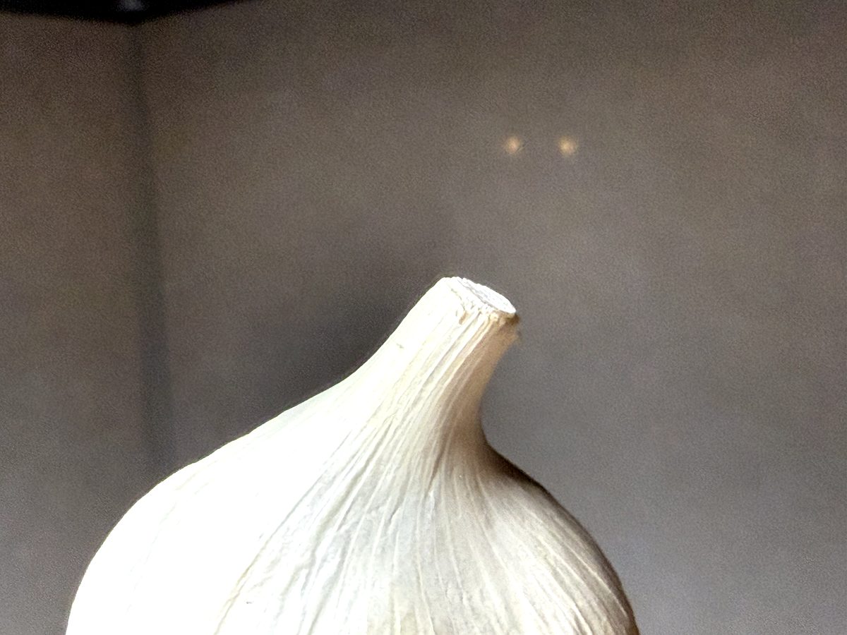 芽や根が出ていないもの